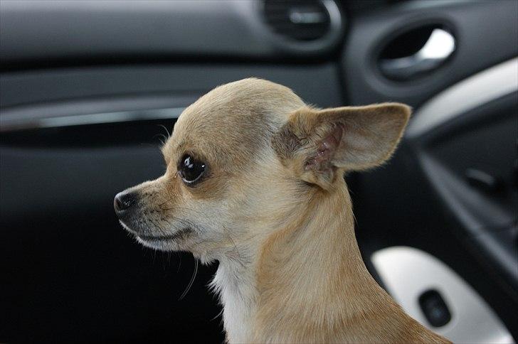 Chihuahua | Lulubell a´diva deluxe billede 17