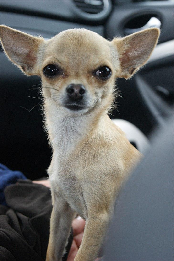Chihuahua | Lulubell a´diva deluxe - Hejsaaa velkommen til lulus profil , kig forbi og læg gerne en bedømmelse og en kommentar :). billede 1