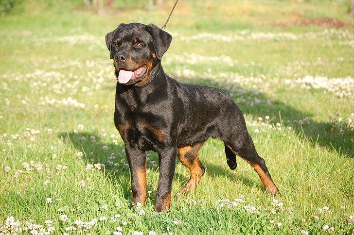 Rottweiler Marienlunds Kempes billede 8