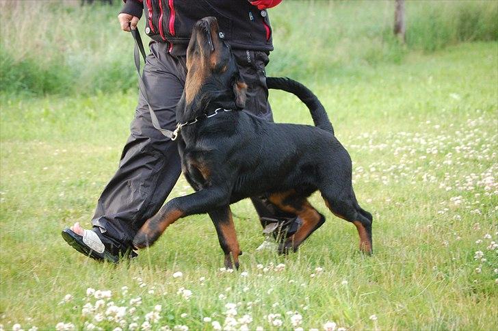 Rottweiler Marienlunds Kempes billede 9