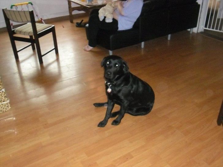 Labrador retriever Stacey, - NYT billede 1