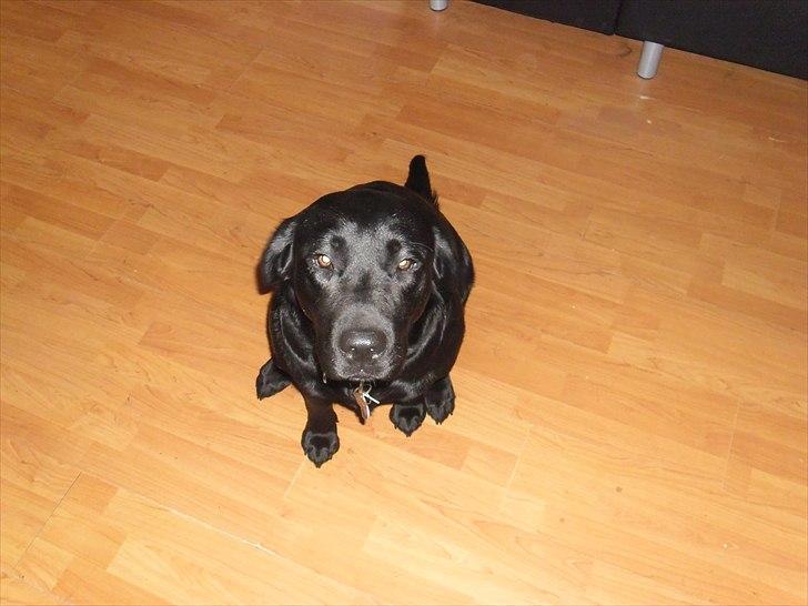 Labrador retriever Stacey, - NYT billede 2