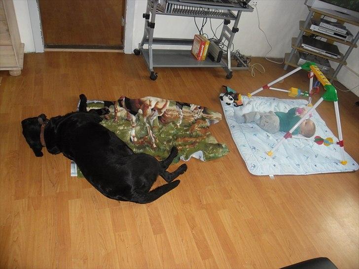 Labrador retriever Sandy. - Sandy og vores lille dreng billede 18