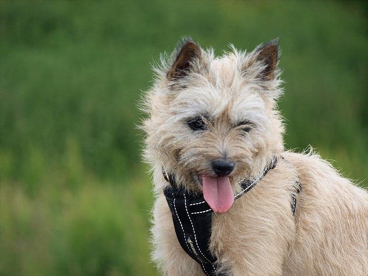 Cairn terrier Nala billede 20
