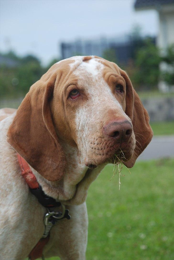 Bracco italiano | Warscot's Fiocco De Neve {Ficco} billede 1