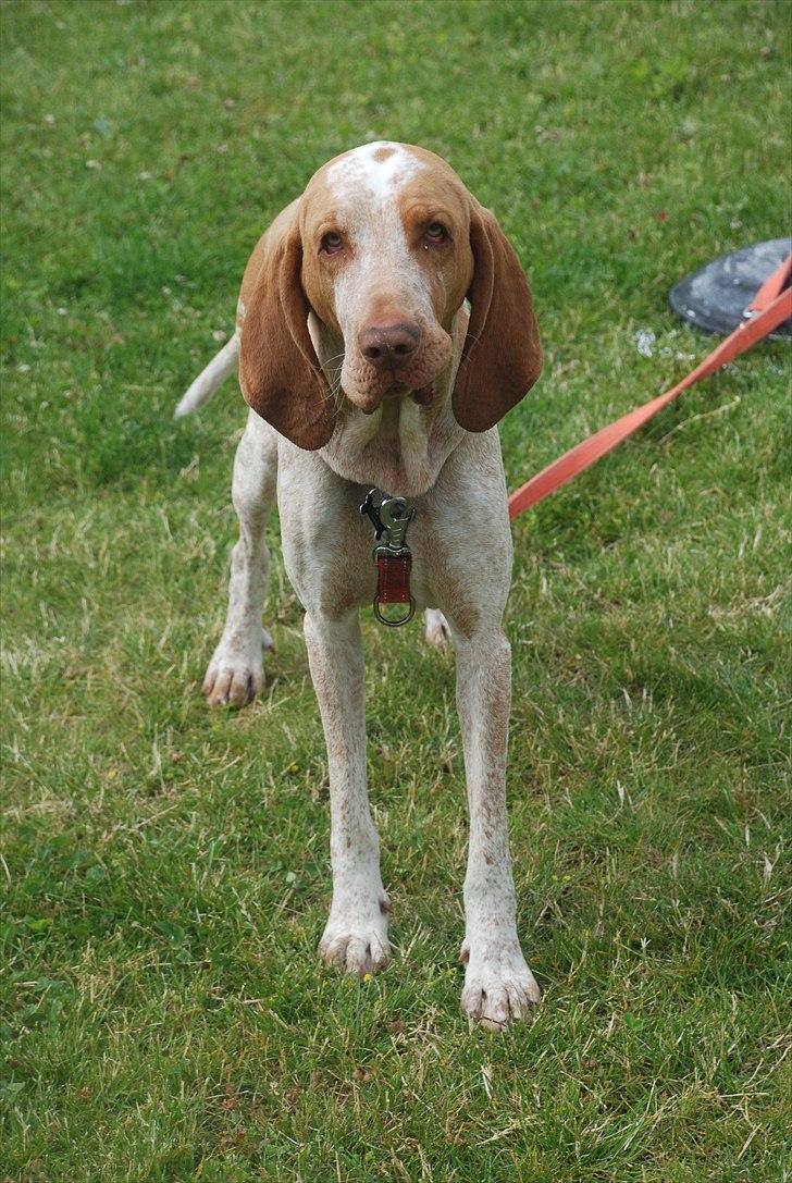 Bracco italiano | Warscot's Fiocco De Neve {Ficco} billede 2