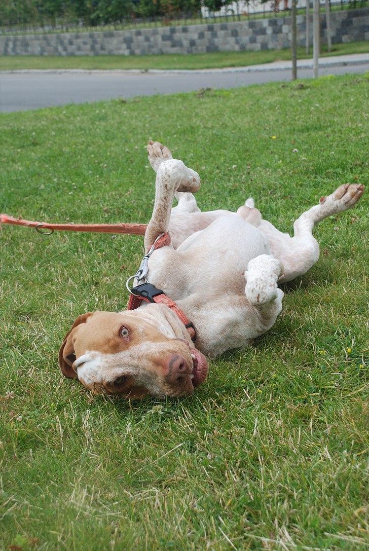 Bracco italiano | Warscot's Fiocco De Neve {Ficco} - Han er så sød. :-) billede 3