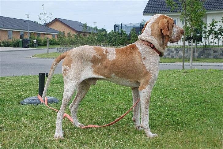 Bracco italiano | Warscot's Fiocco De Neve {Ficco} - Utrolig flot ben stilling. :-) billede 4