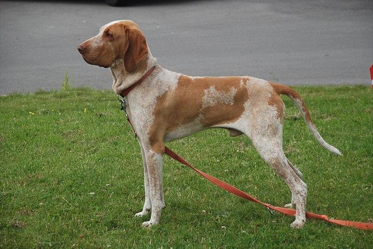 Bracco italiano | Warscot's Fiocco De Neve {Ficco} billede 5