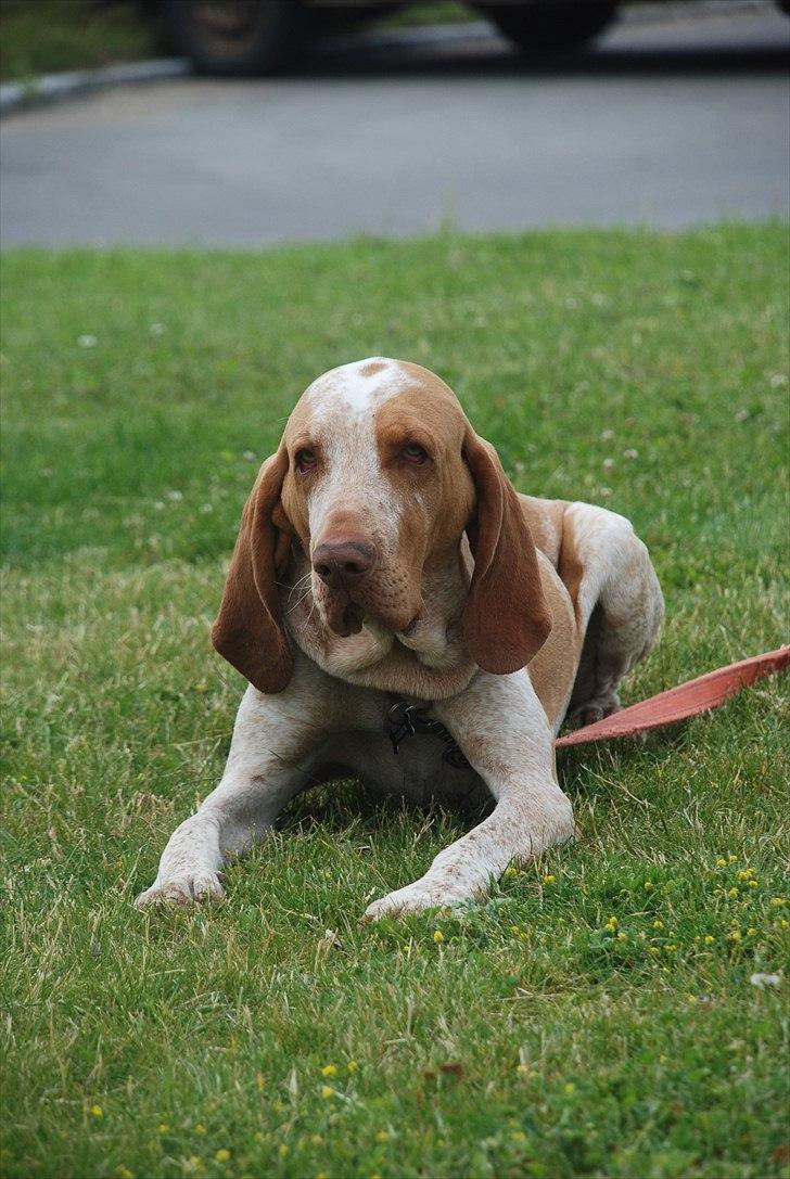 Bracco italiano | Warscot's Fiocco De Neve {Ficco} billede 6