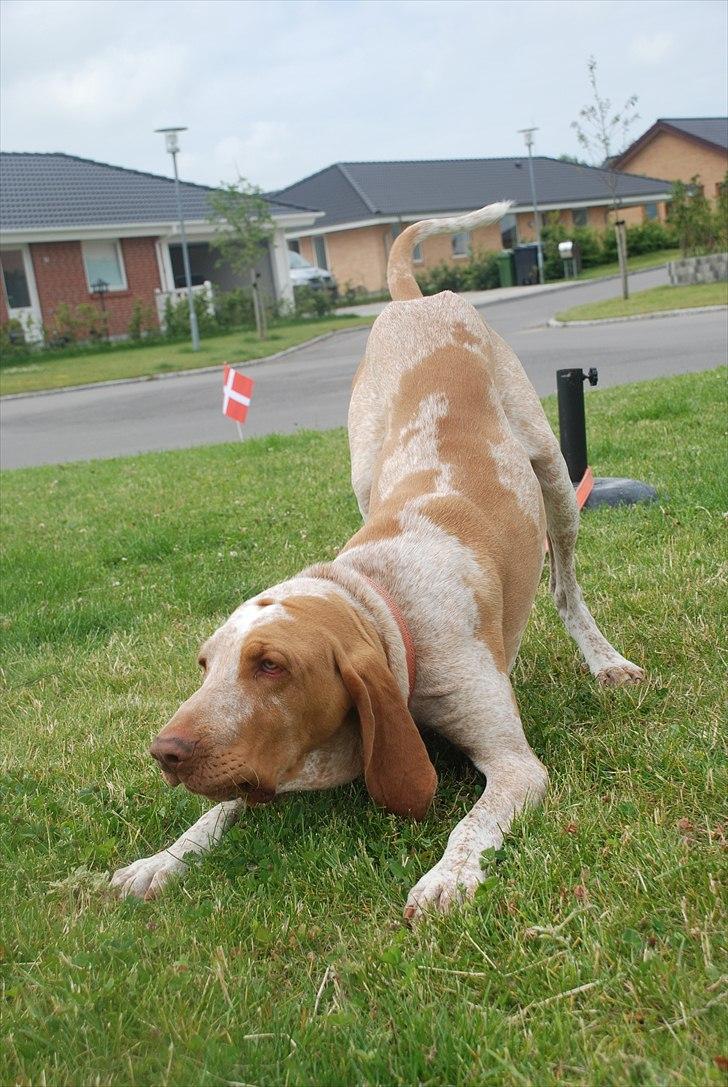 Bracco italiano | Warscot's Fiocco De Neve {Ficco} billede 8