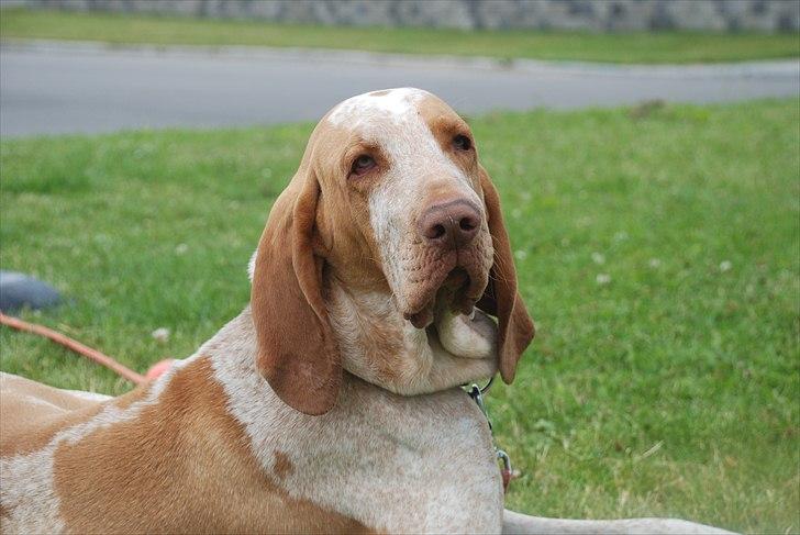 Bracco italiano | Warscot's Fiocco De Neve {Ficco} billede 9