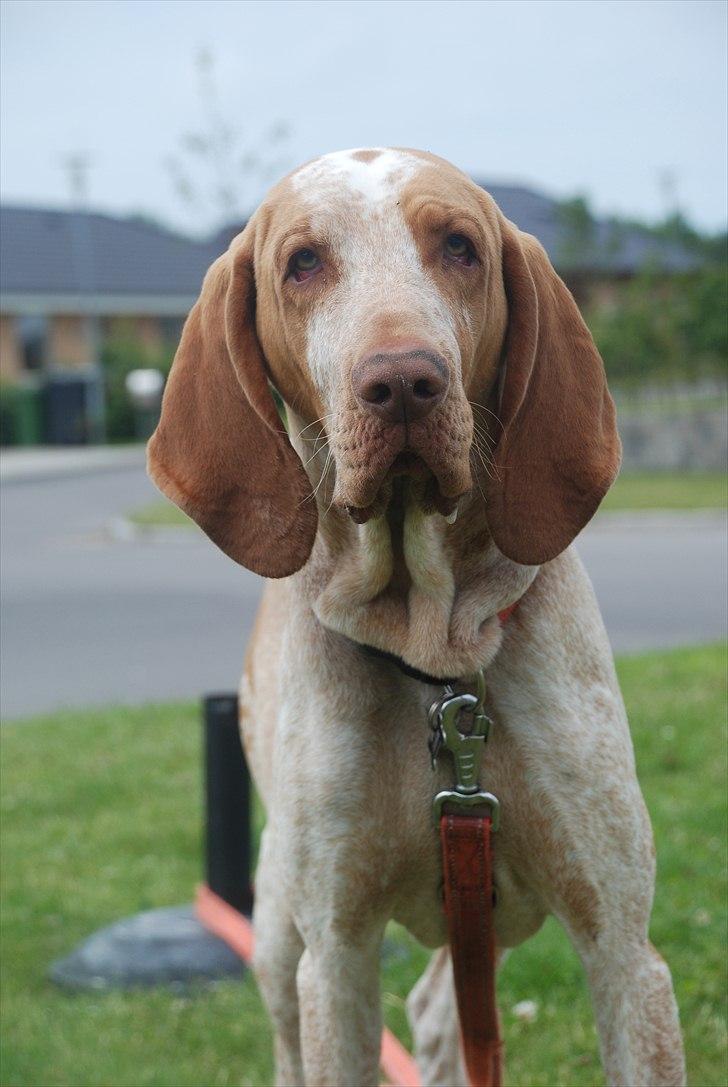 Bracco italiano | Warscot's Fiocco De Neve {Ficco} billede 10