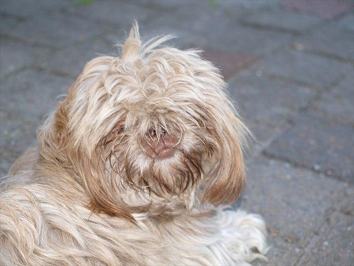 Shih tzu Valentina (Kaldt Kiko) - D. 26.06.11 billede 20