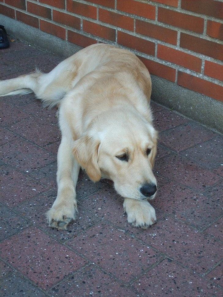 Golden retriever rocki billede 11