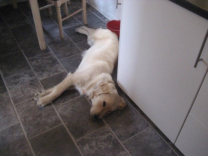 Golden retriever rocki billede 12