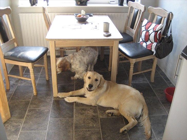 Golden retriever rocki billede 13