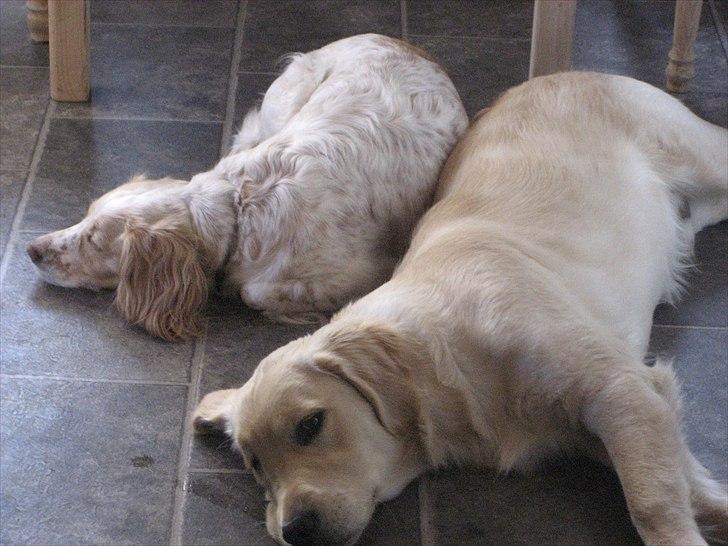 Golden retriever rocki billede 14