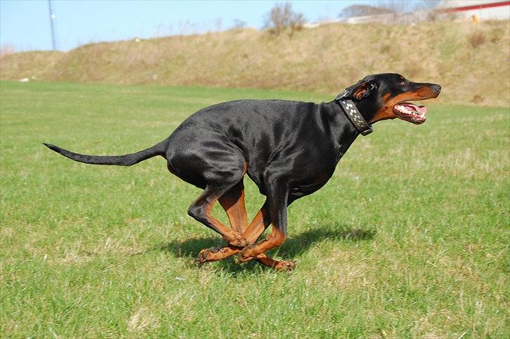 Dobermann Black Ballerina Cody billede 3