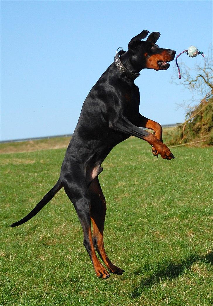 Dobermann Black Ballerina Cody billede 4