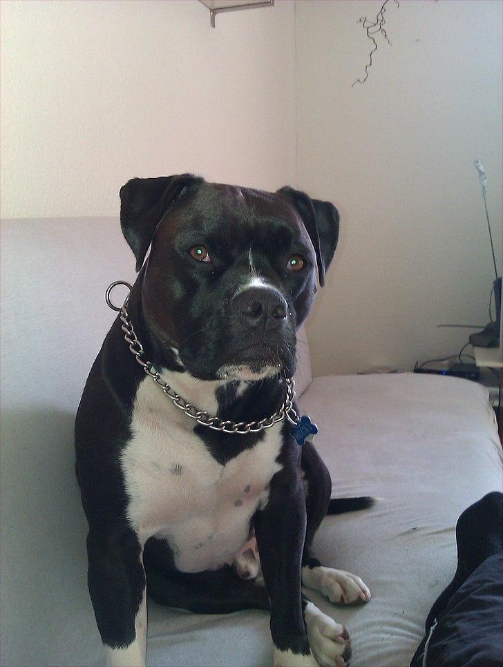 Blanding af racer Rocky billede 16