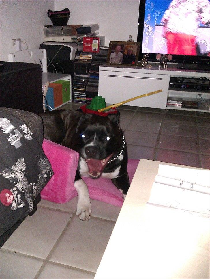 Blanding af racer Rocky - gaab jeg er træt... jeg kan næsten være i den stol endnu billede 18