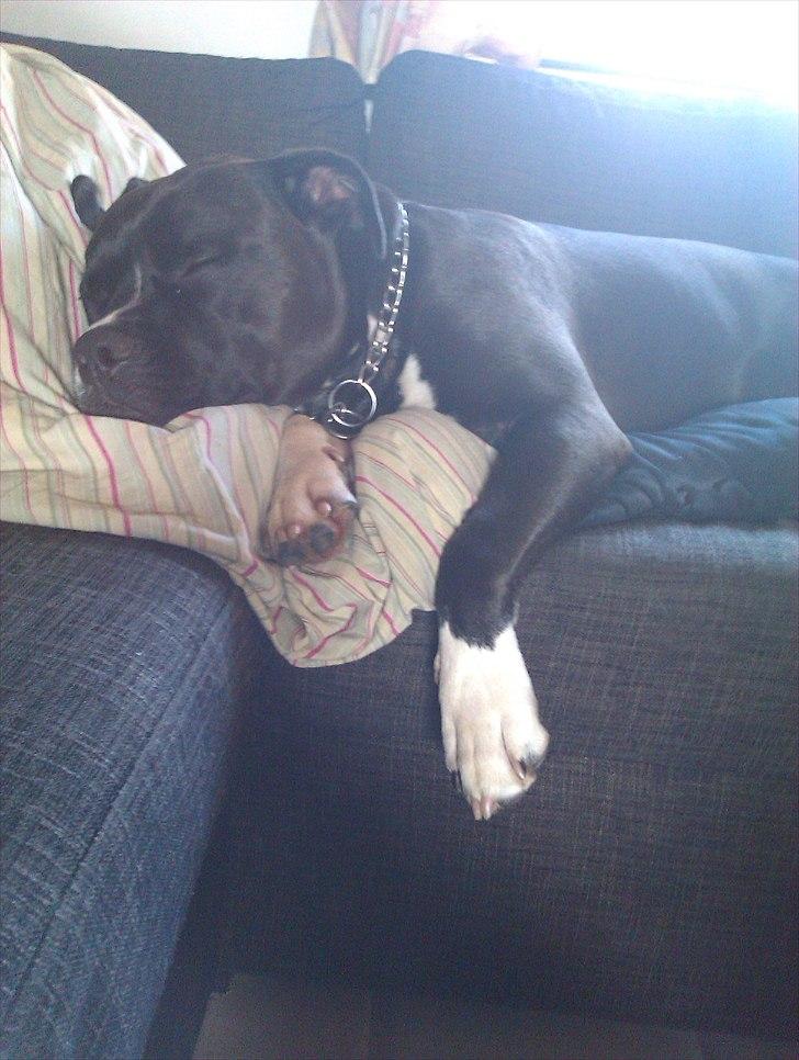 Blanding af racer Rocky - Det er hårdt at passe børn billede 19