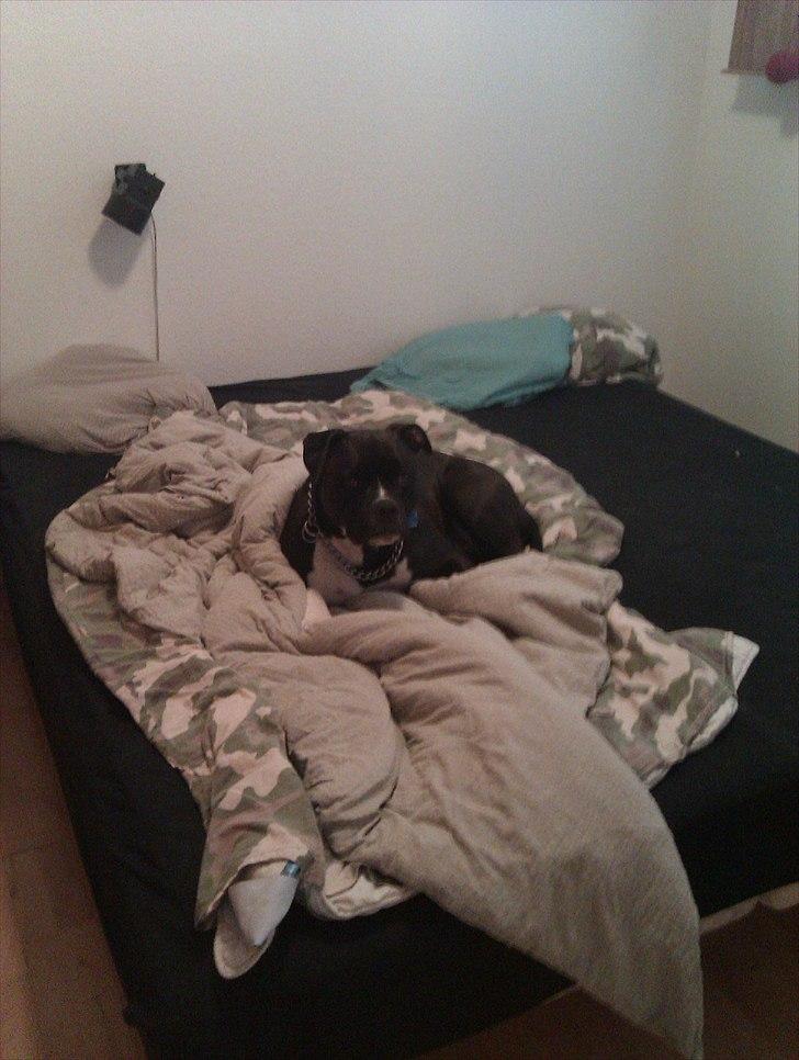 Blanding af racer Rocky billede 20