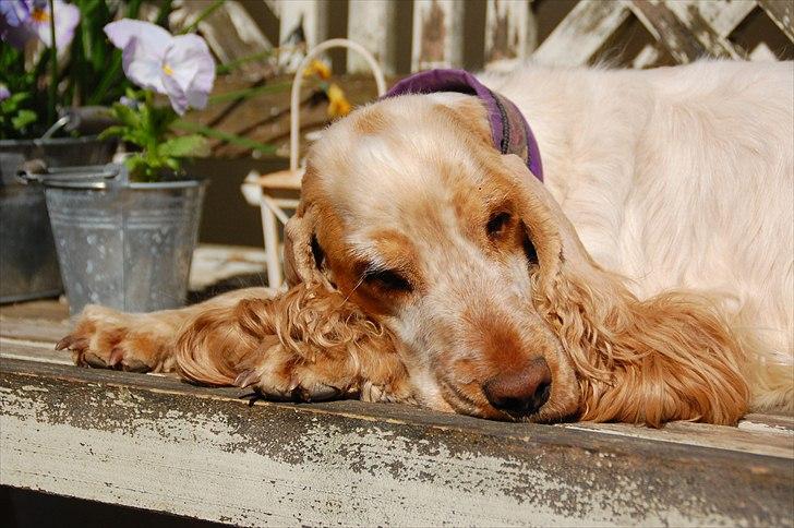 Cocker spaniel Magic Mace Hot Fudge billede 1