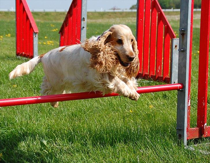 Cocker spaniel Magic Mace Hot Fudge billede 4