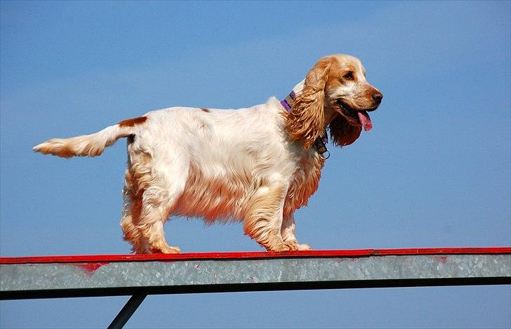 Cocker spaniel Magic Mace Hot Fudge billede 5