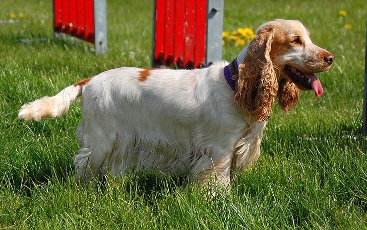 Cocker spaniel Magic Mace Hot Fudge billede 7