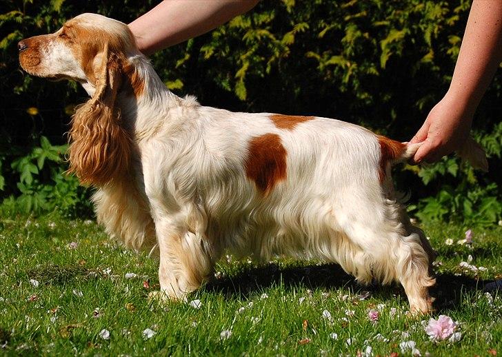 Cocker spaniel Magic Mace Hot Fudge billede 2