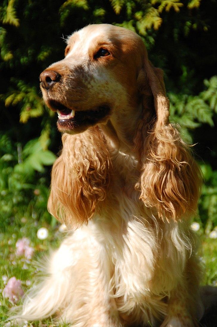 Cocker spaniel Magic Mace Hot Fudge billede 3