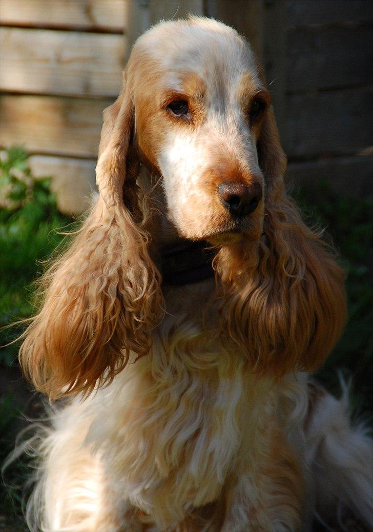 Cocker spaniel Magic Mace Hot Fudge billede 6