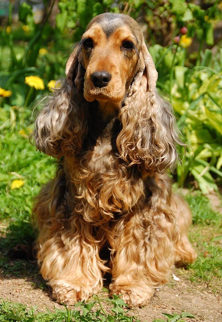 Cocker spaniel Carla billede 1