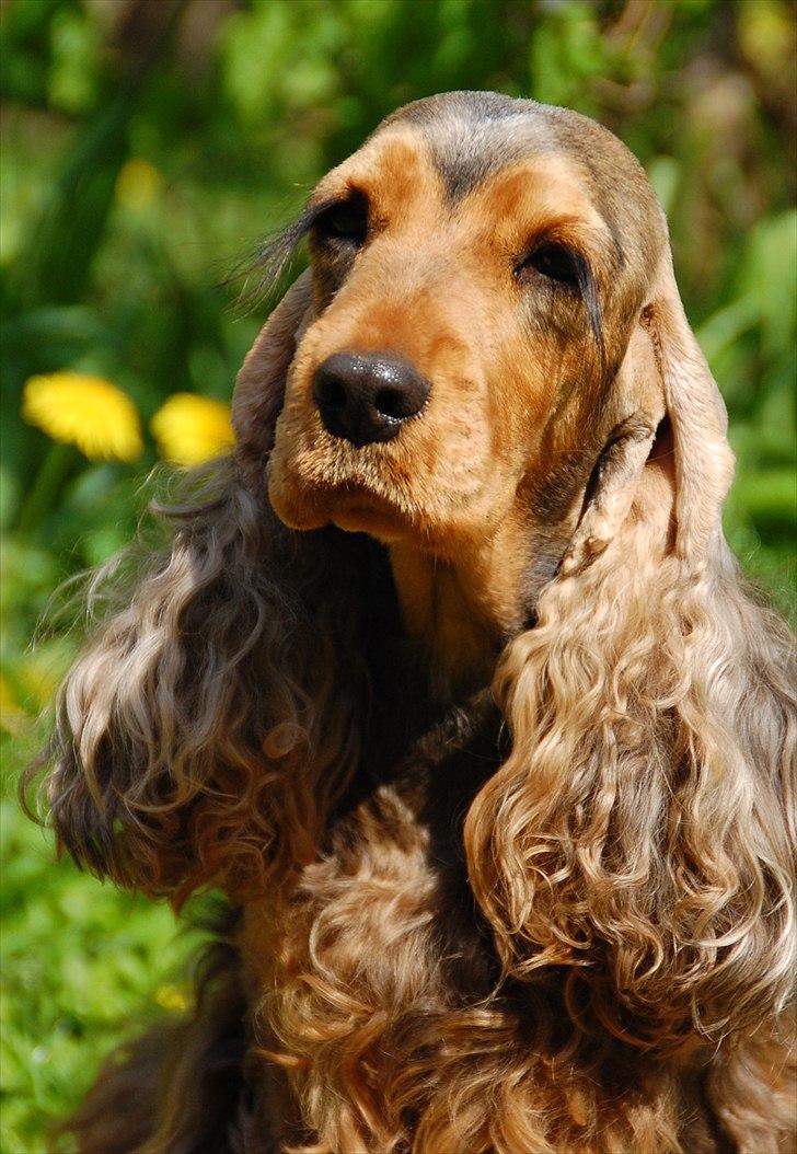 Cocker spaniel Carla billede 2