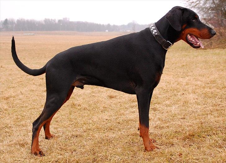 Dobermann Black Ballerina Cody billede 1