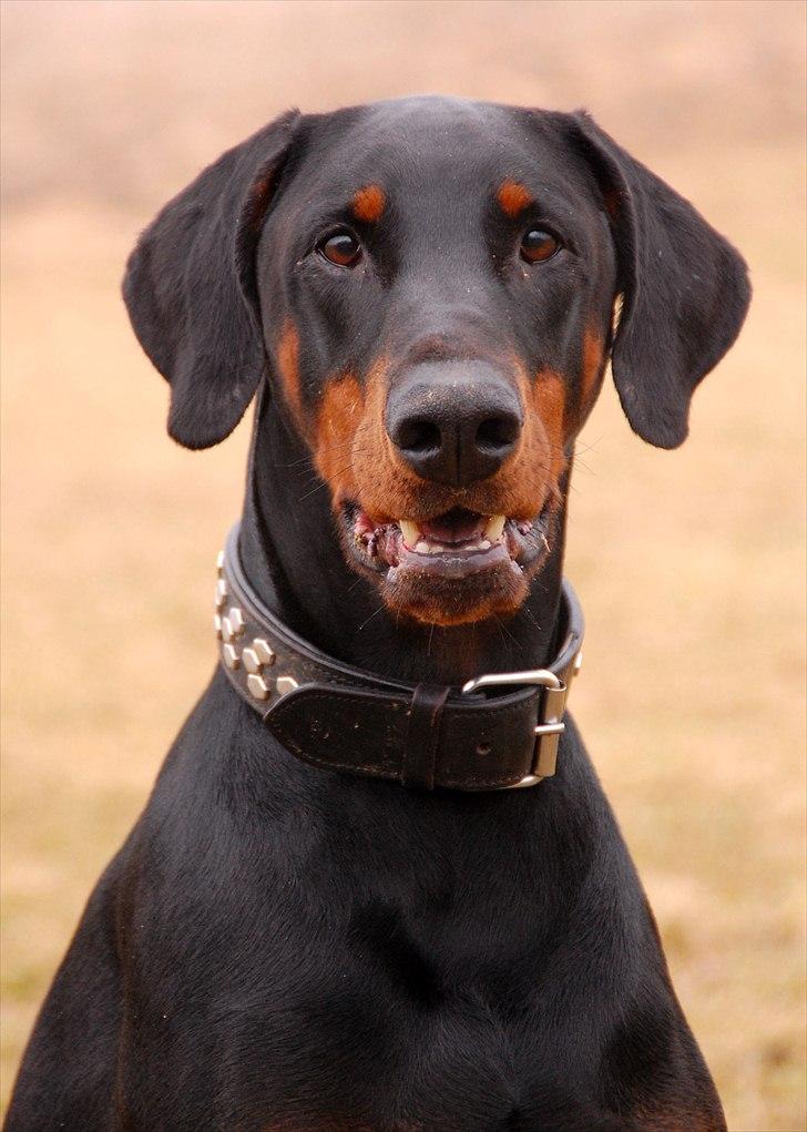 Dobermann Black Ballerina Cody billede 2