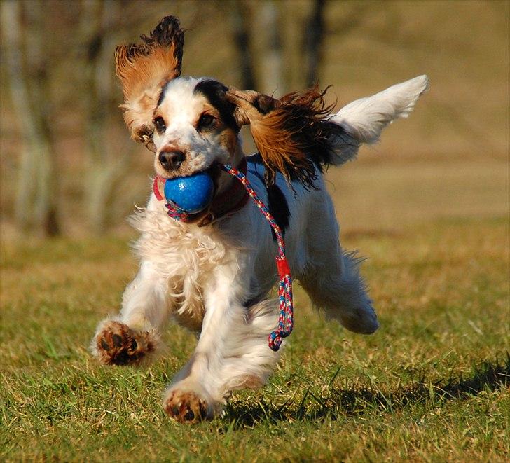 Cocker spaniel Vanilla Joy Dream Design - Ditte billede 4