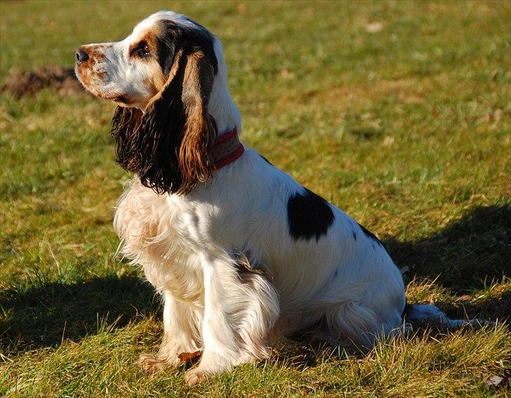 Cocker spaniel Vanilla Joy Dream Design - Ditte billede 3