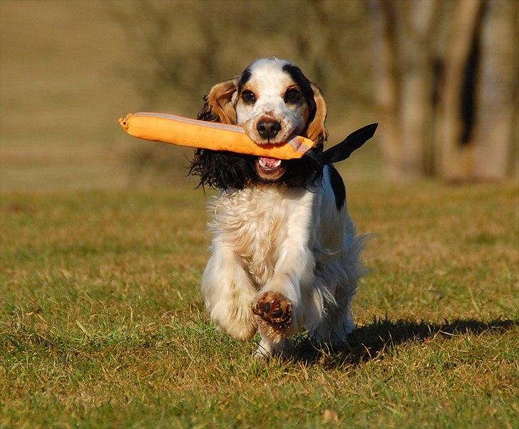 Cocker spaniel Vanilla Joy Dream Design - Ditte billede 5