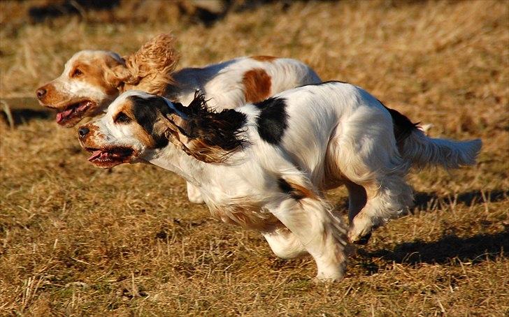 Cocker spaniel Vanilla Joy Dream Design - Ditte billede 6