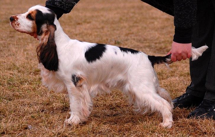 Cocker spaniel Vanilla Joy Dream Design - Ditte billede 2