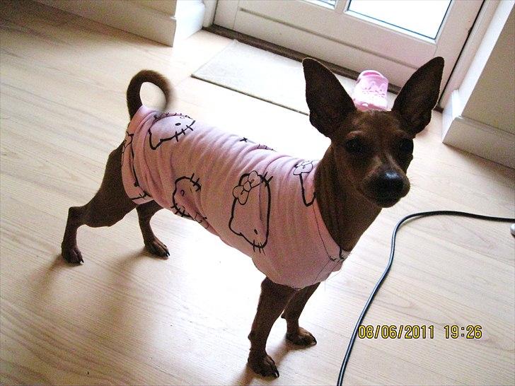 Dvaergpinscher Bailey billede 17