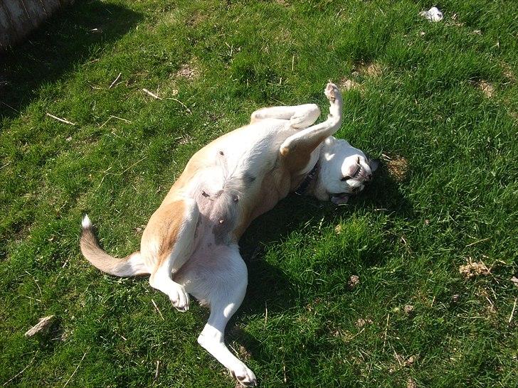 Blanding af racer Ronja billede 1