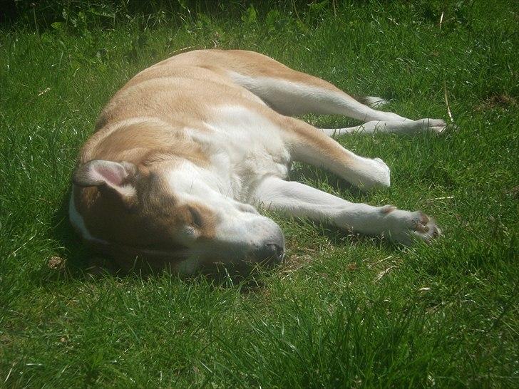 Blanding af racer Ronja billede 2