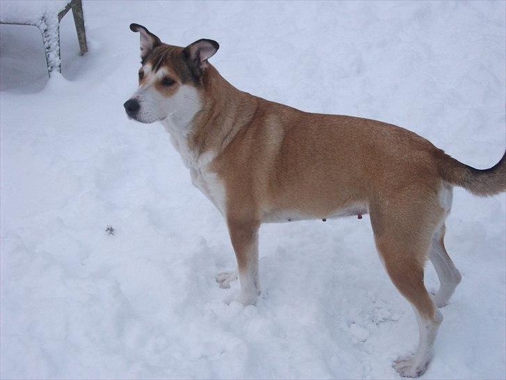 Blanding af racer Ronja billede 3