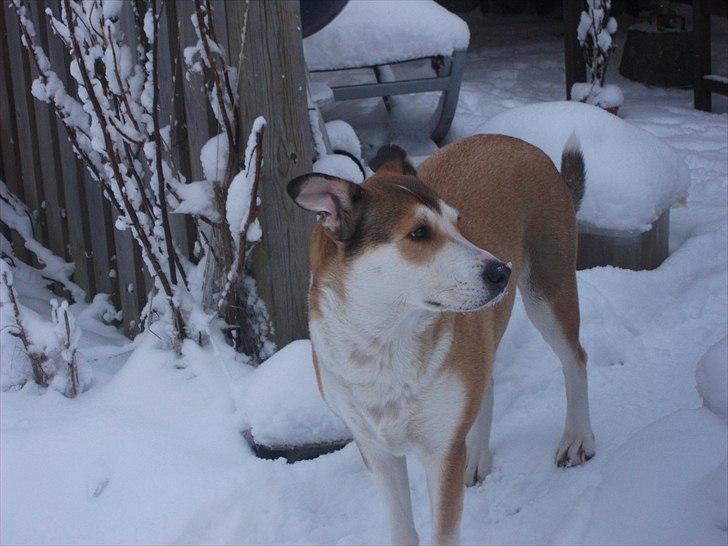 Blanding af racer Ronja billede 4