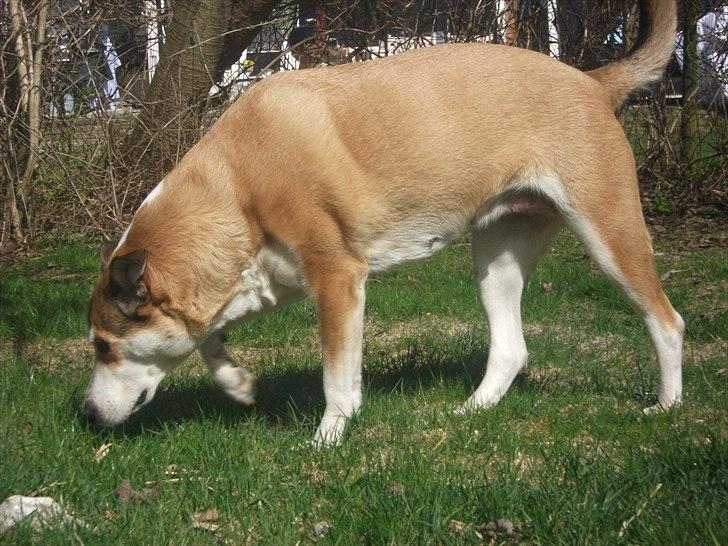 Blanding af racer Ronja billede 5